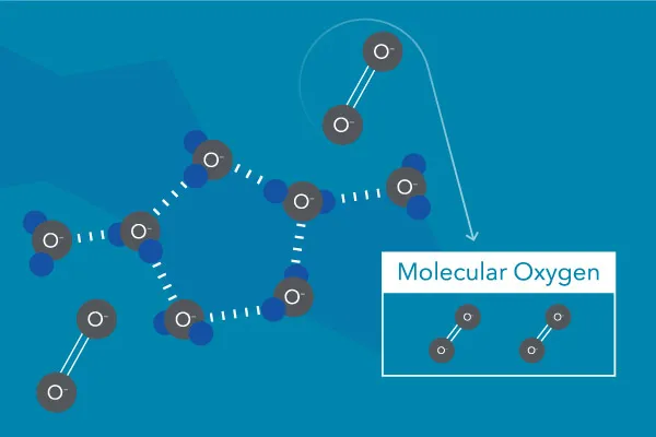 溶解在水中的分子氧（圈）。分子氧不是來自水分子中的氧（ H2O ).